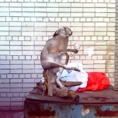 Заяц