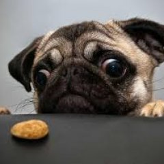 100 способов как достать печеньку