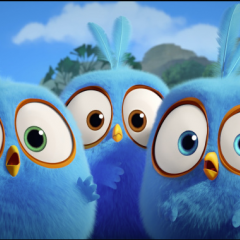 Angry birds