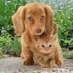 Щенок и котенок