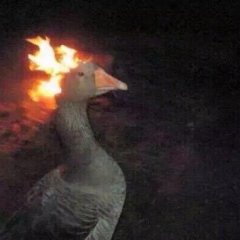 Гусь