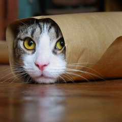 Хах