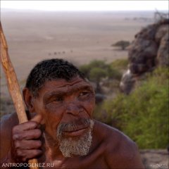 Homo Erectus