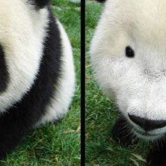 Коала без макияжа