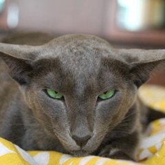 Корм