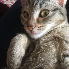 Кошка  злодей