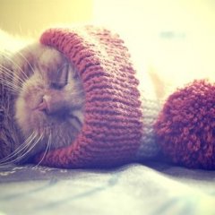 Кот спит
