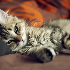Кот спит