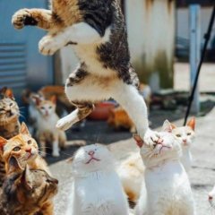 Кот танцор