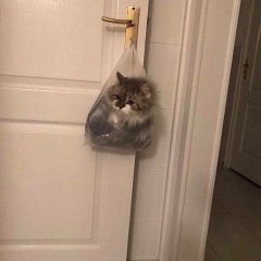 Кот в мешке