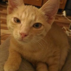 Кот