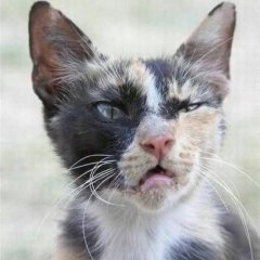Кот