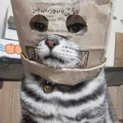 Кот