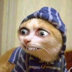 Котакбас
