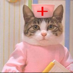 Котайболит