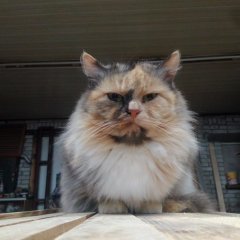 Котэ