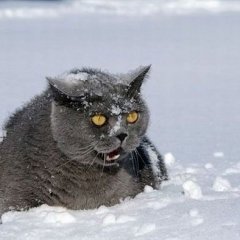 Котэ