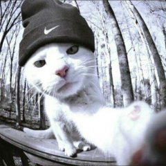 Котэ