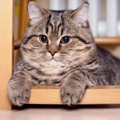 Котик скромный