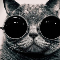 Котик