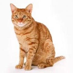 Котик