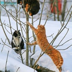 Коты2