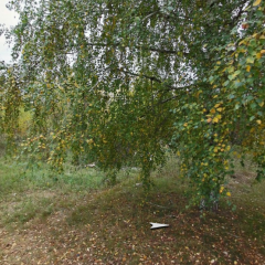 Лес