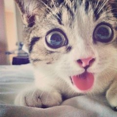 ЛЮБИТЕ КОТИКОВ