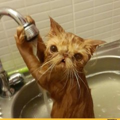 Мойка  котэ