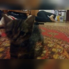 Оло