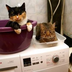 Опасные коты