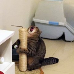 Орущий кот