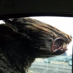 Пердеж