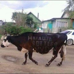 Послание Наташе на корове