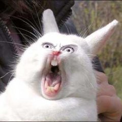 Screaming rabbit
