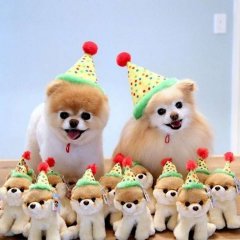 Шпиц на праздник лучший подарок