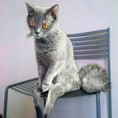 Упоротый Кот