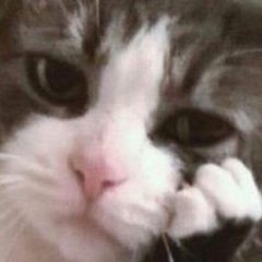 Задумывающийся котэ