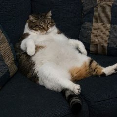 Жирный кот Я тут царь