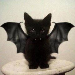 Batcat