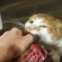 Боря отдай булку