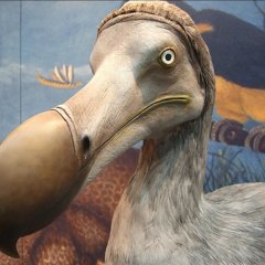 Dodo