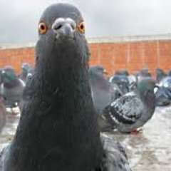 Голубь верит в тебя