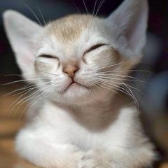 Хитрый котик