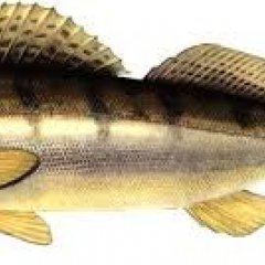 Кек