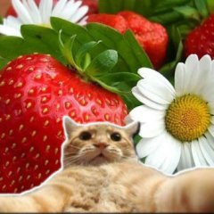 Кэт