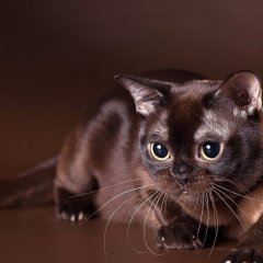 Кошак