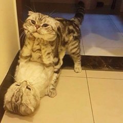 Кошки