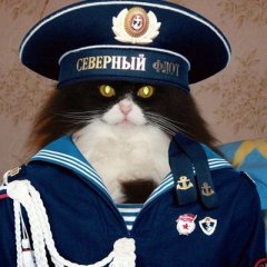 Кот-капитан