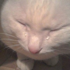 Кот плачет
